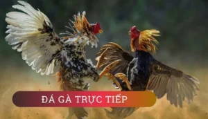 Khám Phá Chi Tiết Cách Chơi Đá Gà GA28 Tại GK88