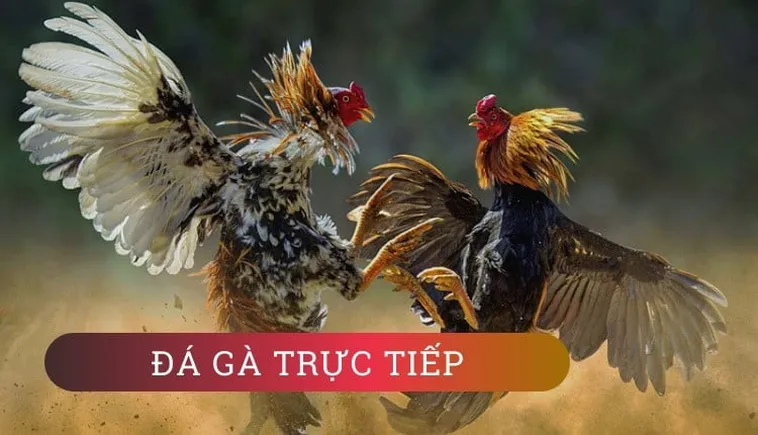 Khám Phá Chi Tiết Cách Chơi Đá Gà GA28 Tại GK88